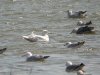 Glaucous Gull at Wat Tyler Country Park (Steve Arlow) (104848 bytes) Glaucous Gull at Wat Tyler Country Park (Steve Arlow) (104848 bytes)